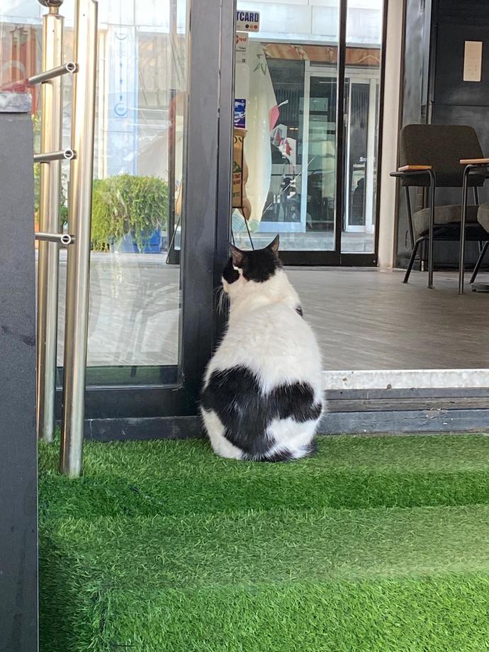 Siz de bu kedi kadar yalnız mısınız?