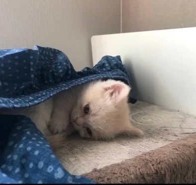 Siz de bu kedi kadar yalnız mısınız?