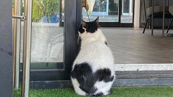 Siz de bu kedi kadar yalnız mısınız?