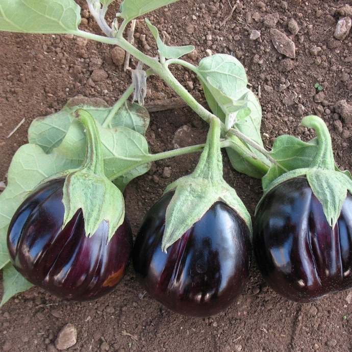 Patlıcanı nasıl tercih edersiniz ?