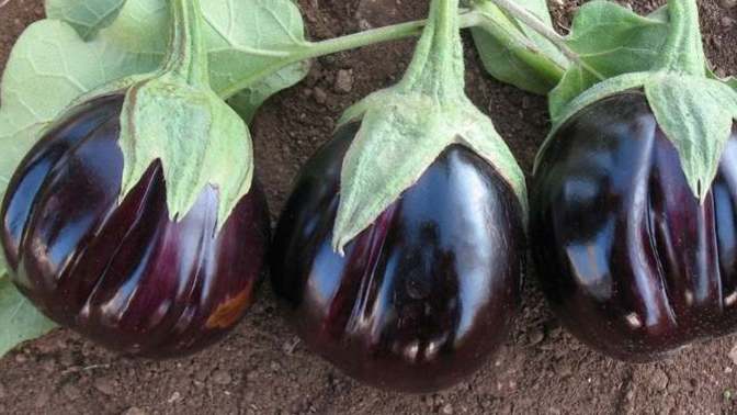 Patlıcanı nasıl tercih edersiniz?