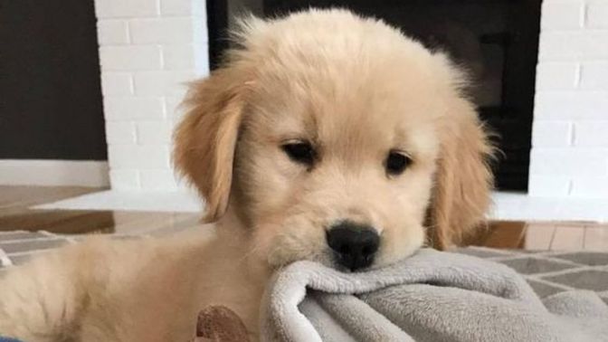 Apartmanda yaşadığım için köpeğime titreşimli havlamama tasması aldım kötü bir şey mi?