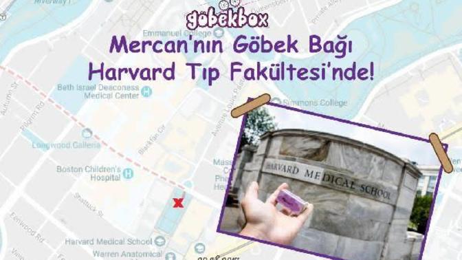 Sizce bebeklerin göbek bağı saklanmalı mı?