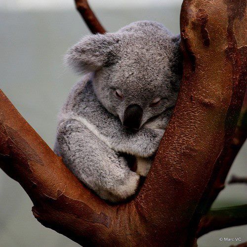 Koala eşittir ben shshd