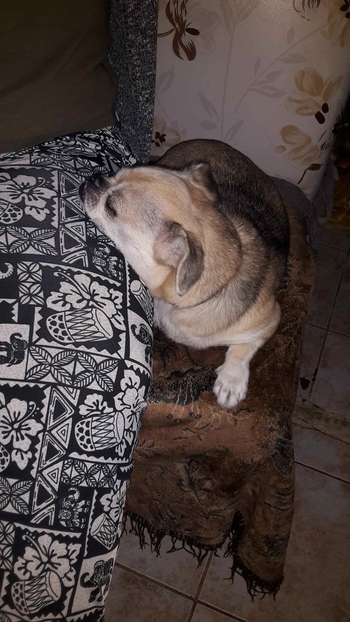 Evinde hem namaz kılıp hem köpek besleyen var mı?