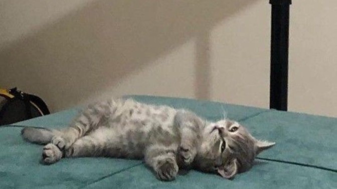 Yataklara düşseniz tahminen sizi kaç kişi görmeye gelir?
