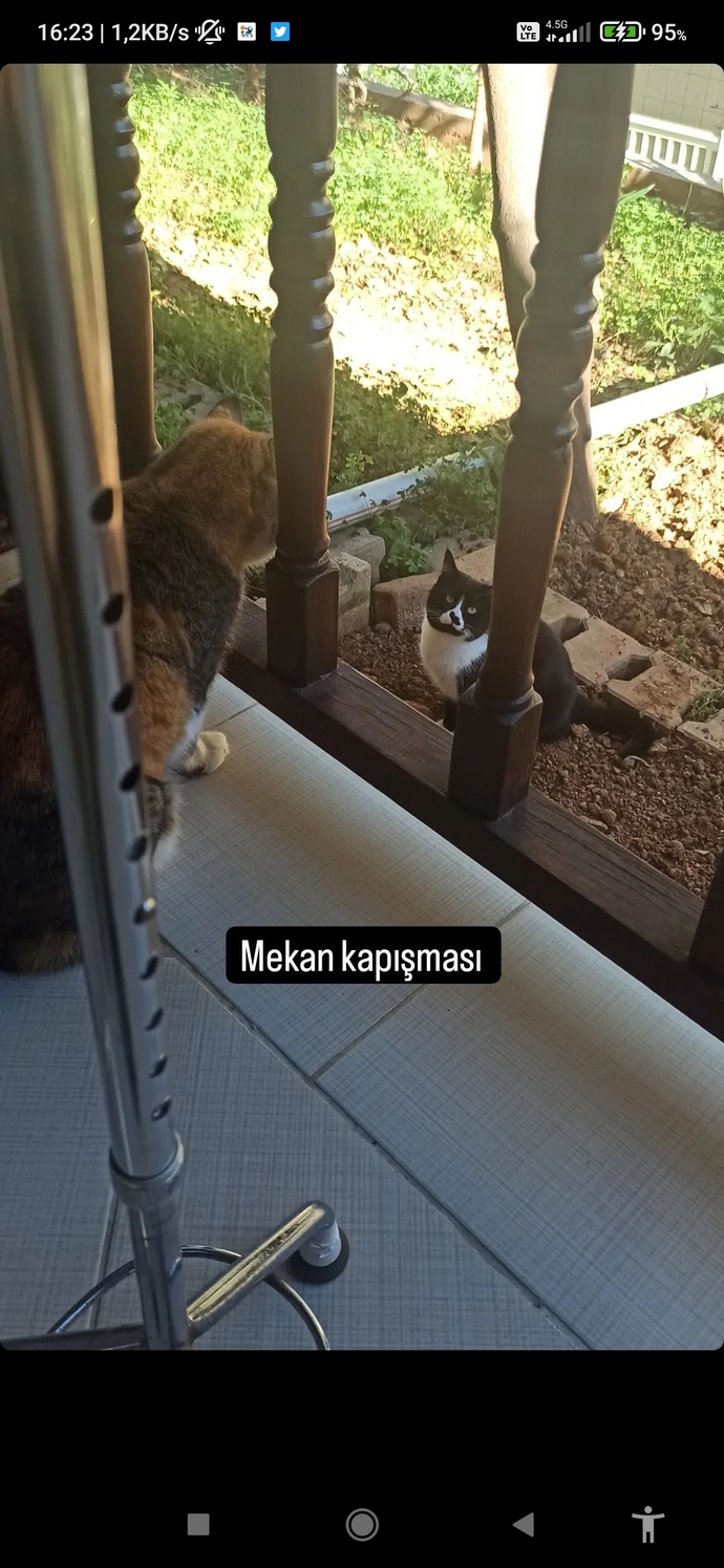 Hangi kedi ırkları daha az agresiftir?