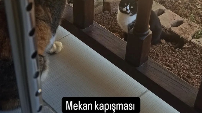 Hangi kedi ırkları daha az agresiftir?
