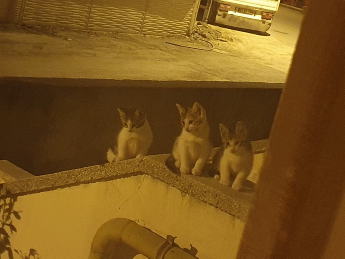 Evcil hayvan besleyenler de anne/baba sayılmıyor mu?