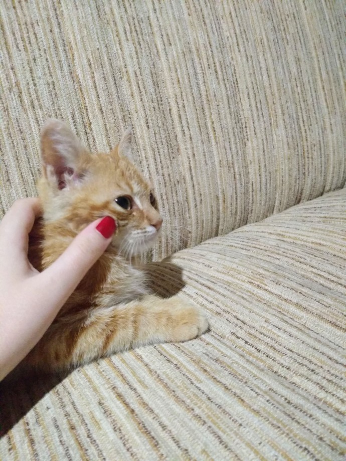 Evcil hayvan besleyenler de anne/baba sayılmıyor mu?