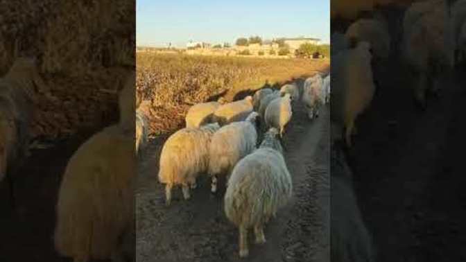Coban biriyle evlenir misiniz kızlar doğruyu söyleyin?