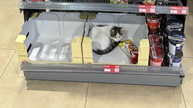 Çikolatayı mı Kediyi mi Almalıyım 😊?