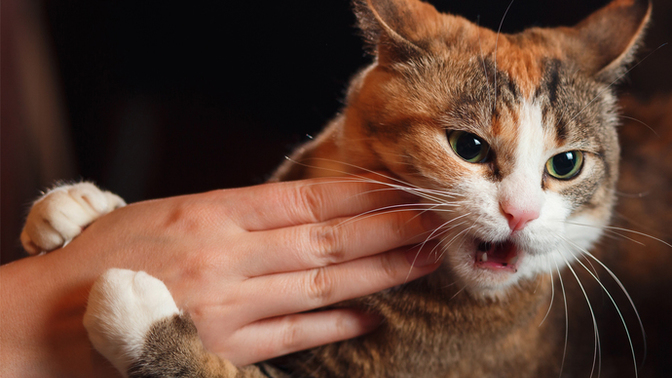 Kedi tırmalamasından kuduz olur mu?