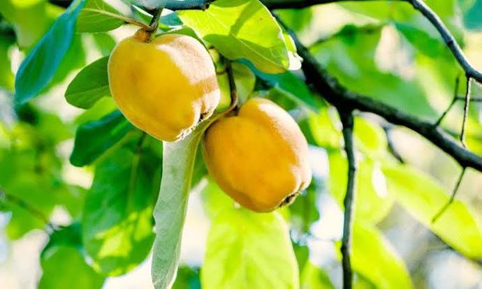 Kışın gözdelerinden favoriniz hangisi? Cennet hurması mı, ayva mı?