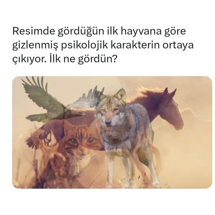 İlk hangisini gördünüz?