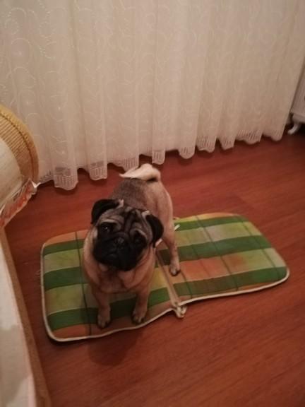 Köpek sahiplendim, fakat köpek bildiğiniz zor nefes alıyor, horluyor. Ayrıca çok tüy döküyor. Bunlar normal midir?