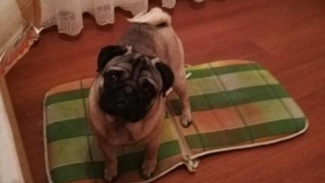 Köpek sahiplendim, fakat köpek bildiğiniz zor nefes alıyor, horluyor. Ayrıca çok tüy döküyor. Bunlar normal midir?