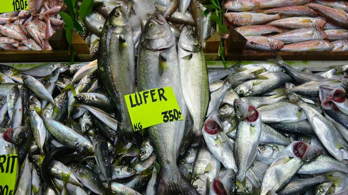 Lüfer mi palamut mu?