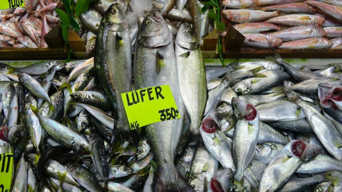 Lüfer mi palamut mu?