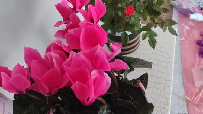 Öğretmenler gününde çiçek aldığınız birisi oldu mu?