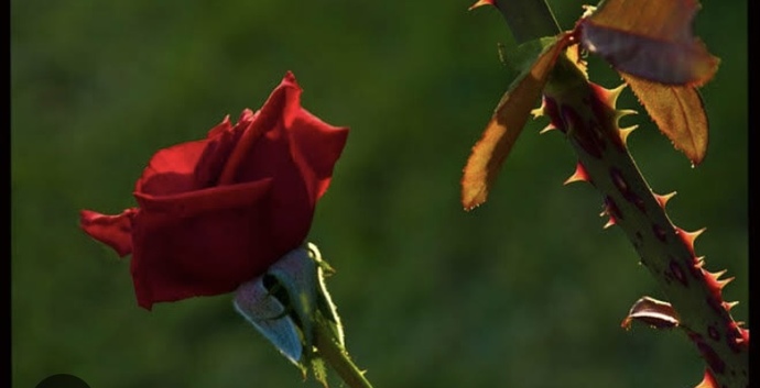 Toplumda edebinizle mi kabul görmek istersiniz yoksa edepsizliğinizle dışlanmak mı?