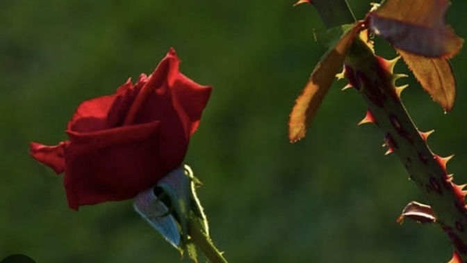 Toplumda edebinizle mi kabul görmek istersiniz yoksa edepsizliğinizle dışlanmak mı?