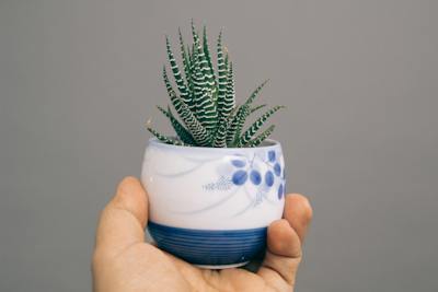 Aloeverayı dalından mı kopartıyorsunuz yoksa jelini mi satın alıyorsunuz?