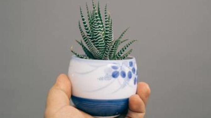 Aloeverayı dalından mı kopartıyorsunuz yoksa jelini mi satın alıyorsunuz?