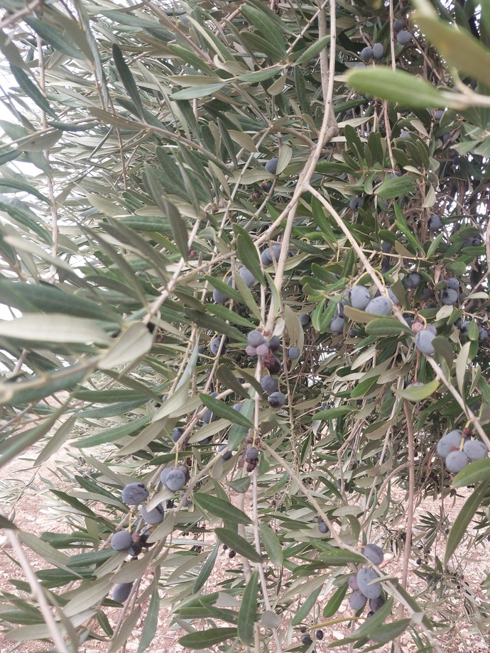 Memleketinizde zeytin hasadı başladı mı?