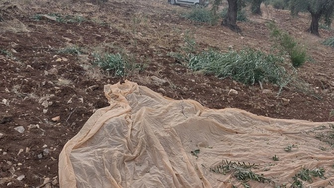 Memleketinizde zeytin hasadı başladı mı?