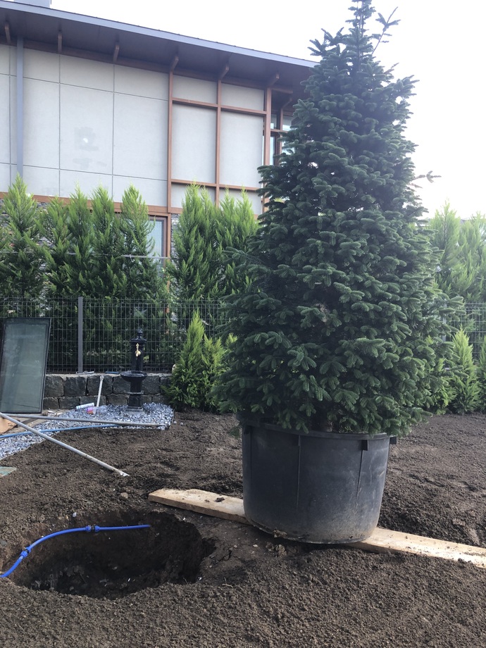 Bu ağaç 600 kg, yandaki çukura nasıl gömebiliriz 3 kişi?
