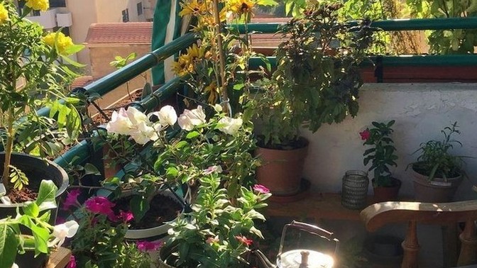 Evinizde en çok hangi çiçeklerden var?