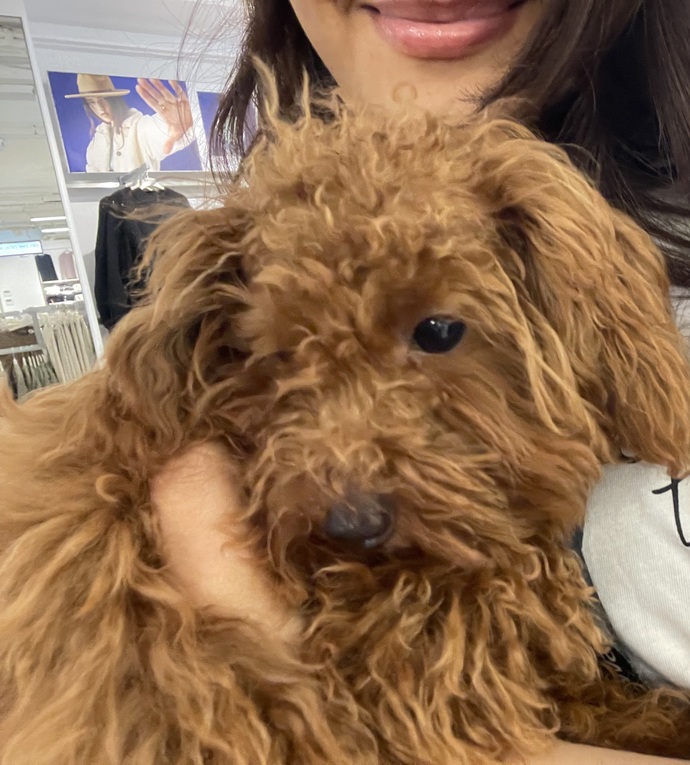 Köpek çok tatlı değil mi?