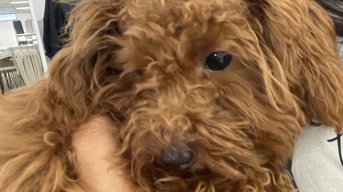 Köpek çok tatlı değil mi?