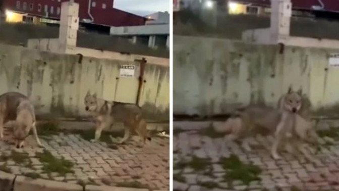 İstanbul Başakşehir'de, aç kurtlar şehre indi! Sokakta kurt görsen ne yaparsın?