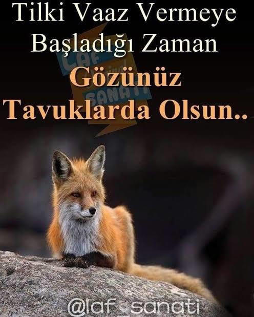 Uyanık olan birine Tilki mi denir Çakal mı 😂?