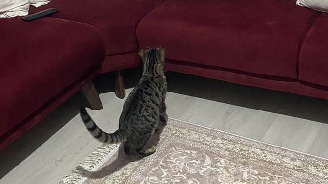 Sokak kedisi evcilleşir mi?