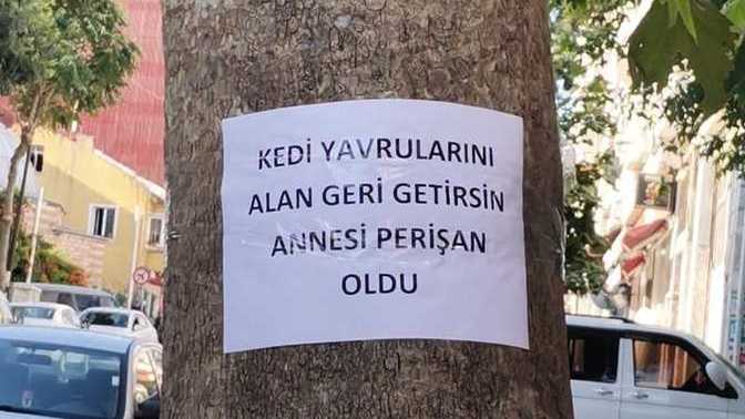 Kedi yavrularını alsanız geri götürür müsünüz?