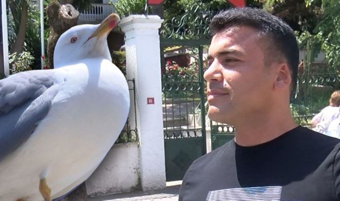 Aç kalan martılar göz ve kulak kapıyorlar! Martılara yiyecek veriyor musunuz?