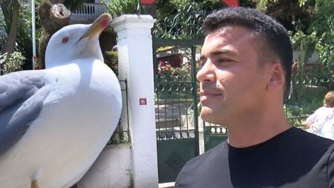 Aç kalan martılar göz ve kulak kapıyorlar! Martılara yiyecek veriyor musunuz?