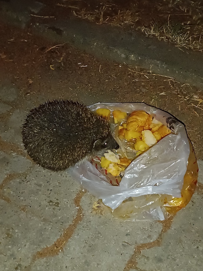 En yakın arkadaşınız kim?
