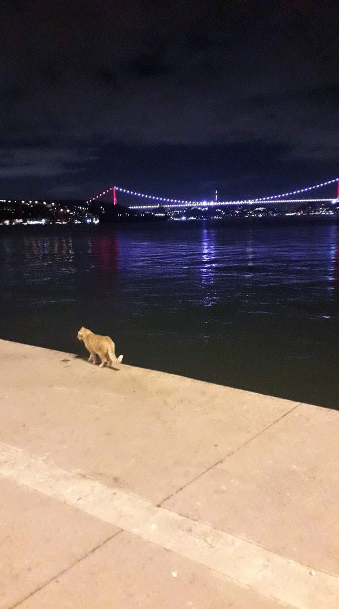 Kendine gelme yöntemin ne?