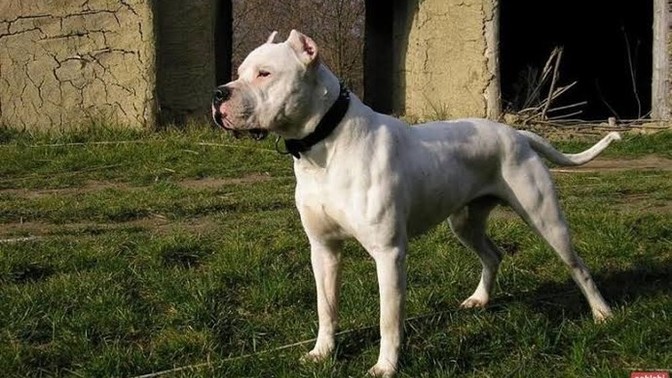 Dogo Arjantin sever misiniz?