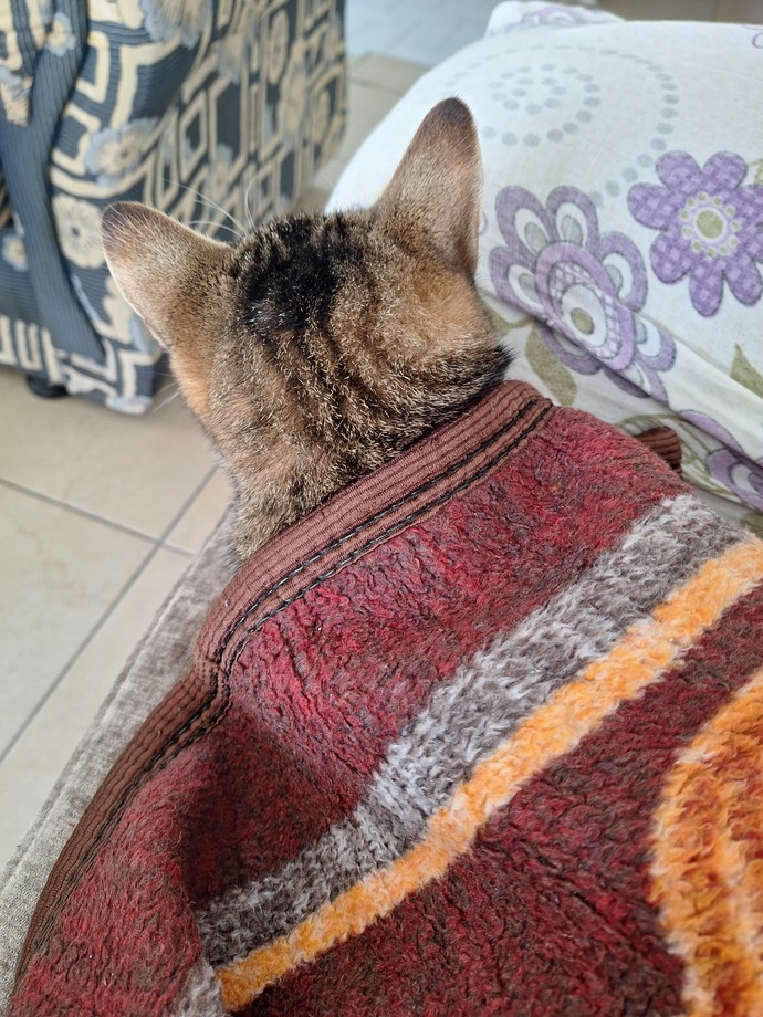 Kedilerin bu kadar güzel olması saka mı?