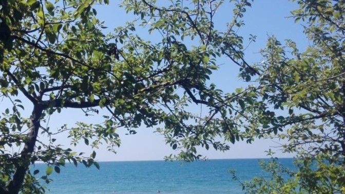 Sevgi nedir arıadaşlar?