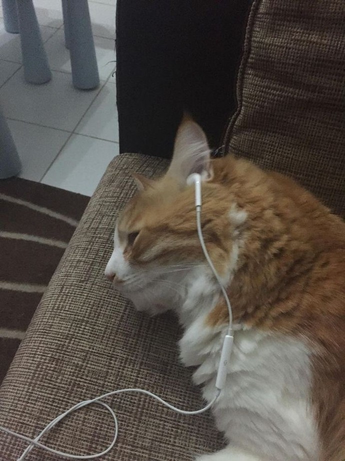 Sizce kedi hangi şarkıyı dinliyordur?
