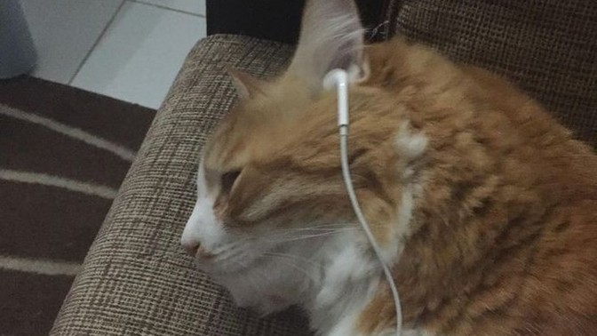 Sizce kedi hangi şarkıyı dinliyordur?
