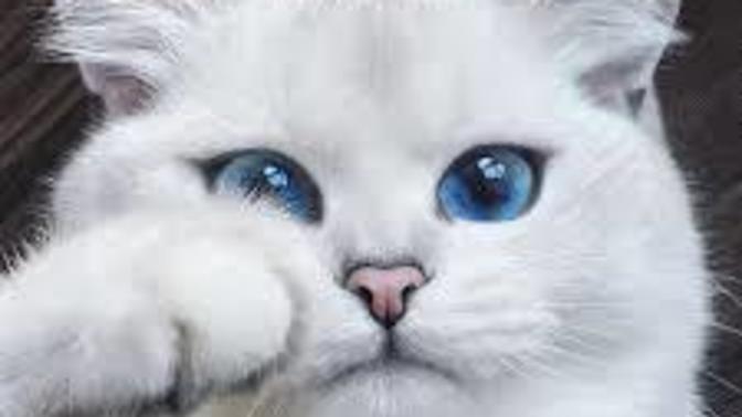 Kedi insanı mısınız yoksa köpek mi?