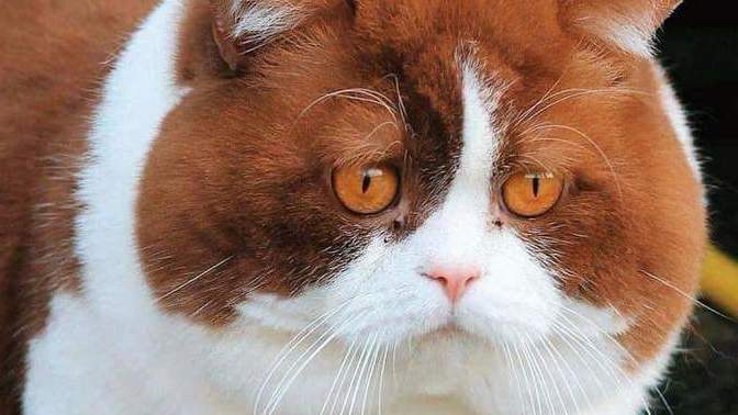 Bu kedi sizin olsa adını ne koyardınız?