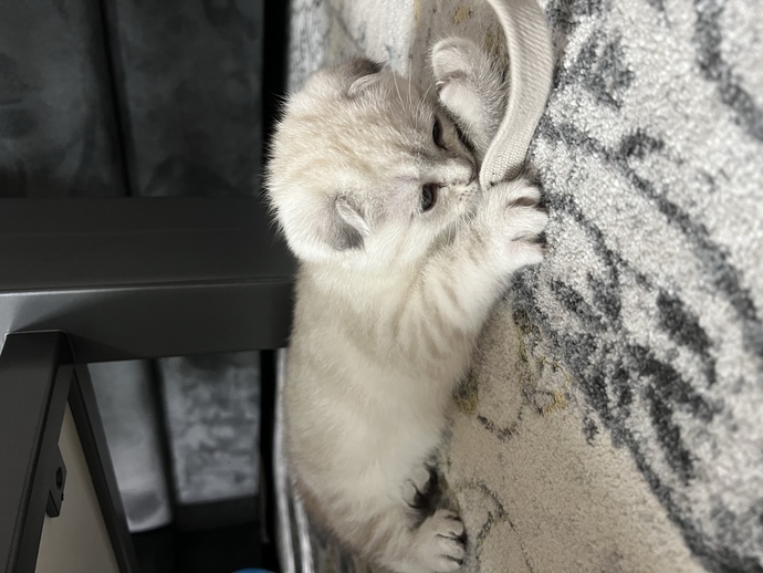 Kedimin ismi ne olsun 🥰?